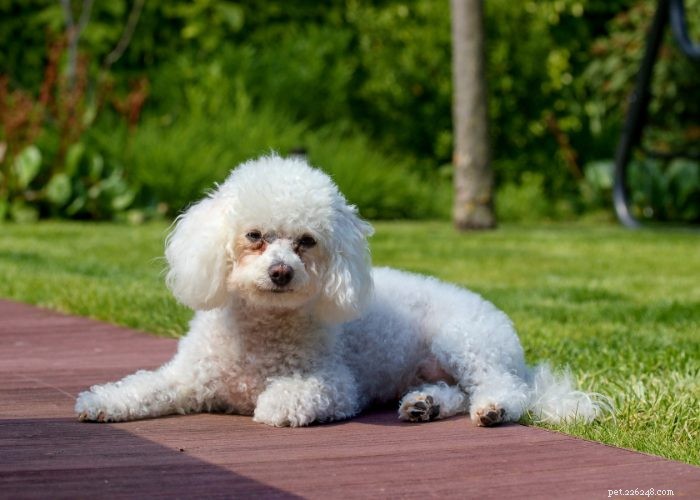 15 Small Dog Breeds That Won’t Shed or Bark – Ideal for Low‑Maintenance Pet Lovers