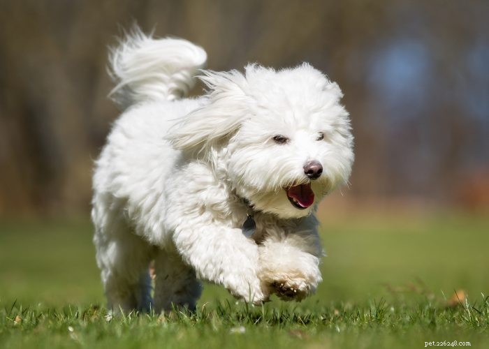 15 Small Dog Breeds That Won’t Shed or Bark – Ideal for Low‑Maintenance Pet Lovers