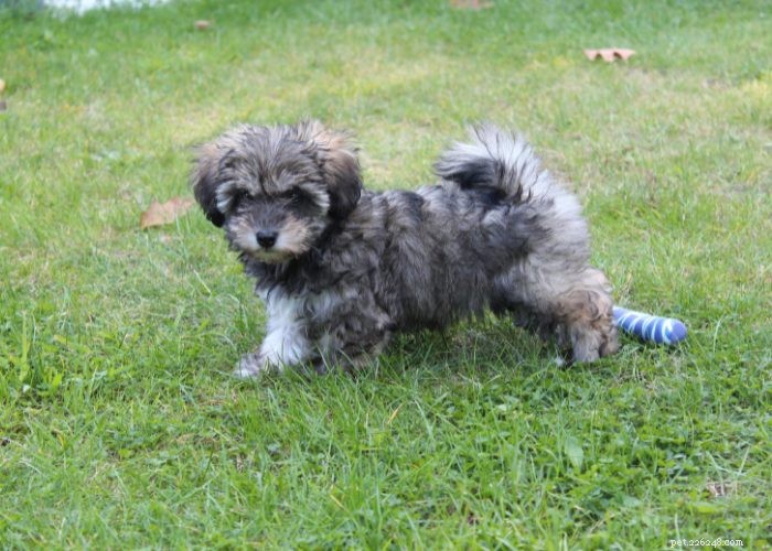 15 Small Dog Breeds That Won’t Shed or Bark – Ideal for Low‑Maintenance Pet Lovers