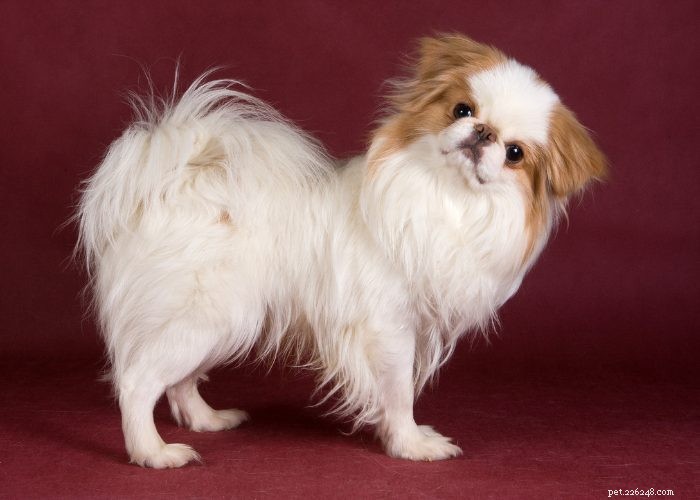 15 Small Dog Breeds That Won’t Shed or Bark – Ideal for Low‑Maintenance Pet Lovers