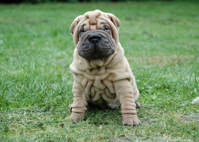 15 Small Dog Breeds That Won’t Shed or Bark – Ideal for Low‑Maintenance Pet Lovers