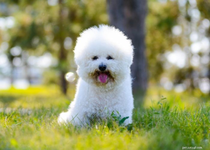 15 Small Dog Breeds That Won’t Shed or Bark – Ideal for Low‑Maintenance Pet Lovers