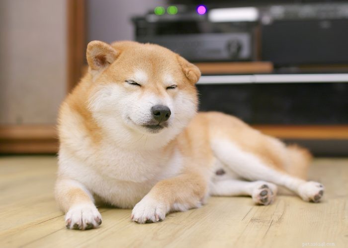 15 Small Dog Breeds That Won’t Shed or Bark – Ideal for Low‑Maintenance Pet Lovers