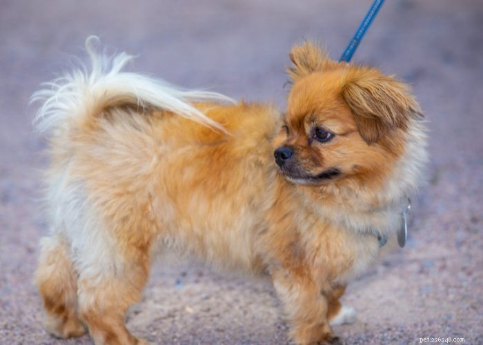 15 Small Dog Breeds That Won’t Shed or Bark – Ideal for Low‑Maintenance Pet Lovers