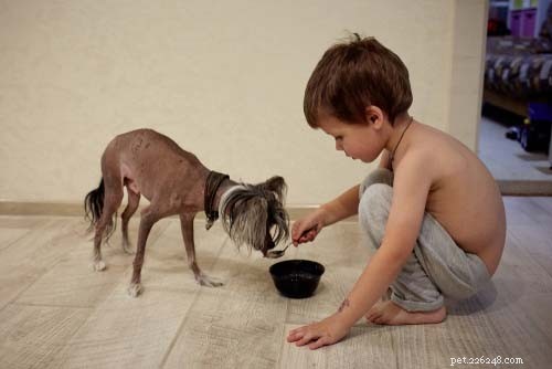 17 Small Dog Breeds Ideal for Families with Children