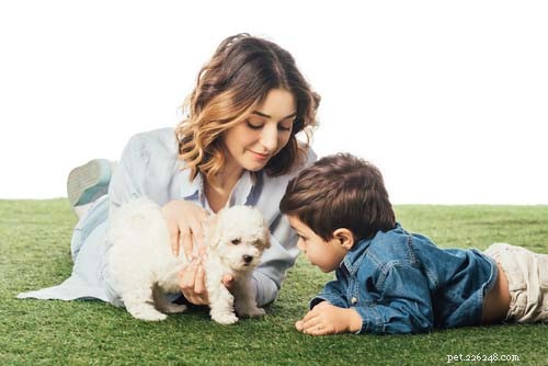 17 Small Dog Breeds Ideal for Families with Children