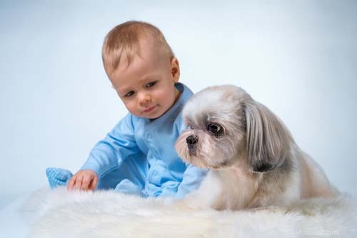 17 Small Dog Breeds Ideal for Families with Children