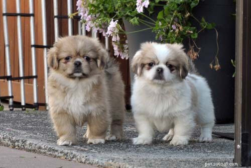 17 Small Dog Breeds Ideal for Families with Children