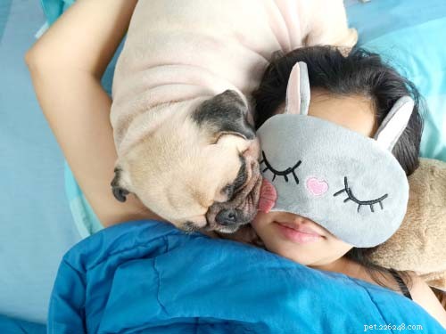 17 Small Dog Breeds Ideal for Families with Children