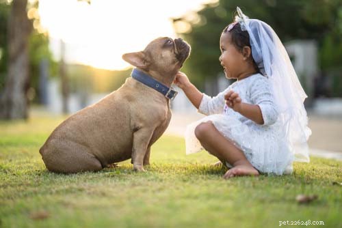 17 Small Dog Breeds Ideal for Families with Children