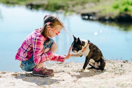 17 Small Dog Breeds Ideal for Families with Children