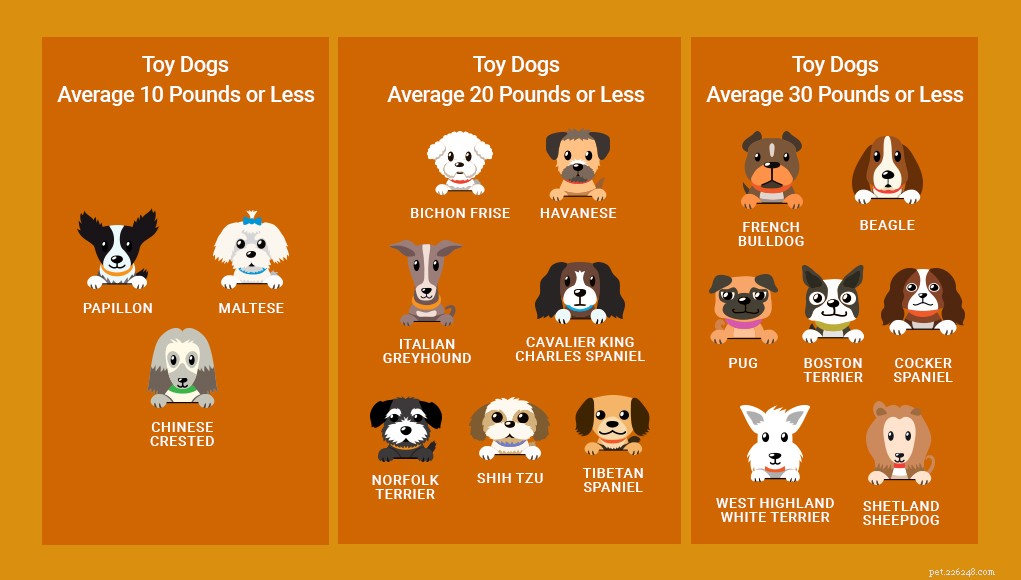 17 Small Dog Breeds Ideal for Families with Children