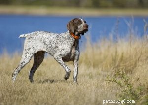 German Shorthaired Pointer: Comprehensive Breed Profile & Care Guide
