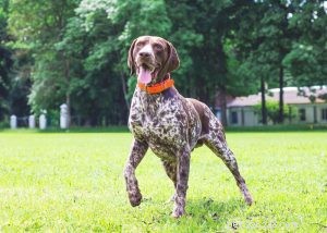 German Shorthaired Pointer: Comprehensive Breed Profile & Care Guide