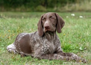 German Shorthaired Pointer: Comprehensive Breed Profile & Care Guide