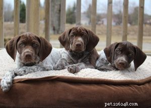 German Shorthaired Pointer: Comprehensive Breed Profile & Care Guide