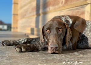 German Shorthaired Pointer: Comprehensive Breed Profile & Care Guide
