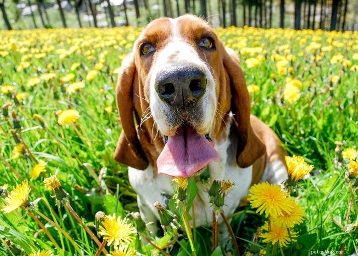 Basset Hound Breed Guide: Traits, Training, and Care Tips