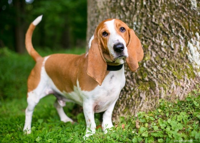 Basset Hound Breed Guide: Traits, Training, and Care Tips