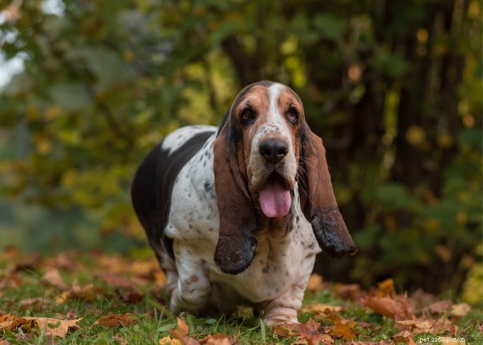 Basset Hound Breed Guide: Traits, Training, and Care Tips