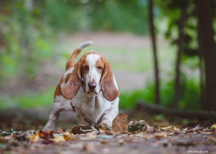 Basset Hound Breed Guide: Traits, Training, and Care Tips