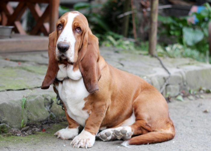 Basset Hound Breed Guide: Traits, Training, and Care Tips