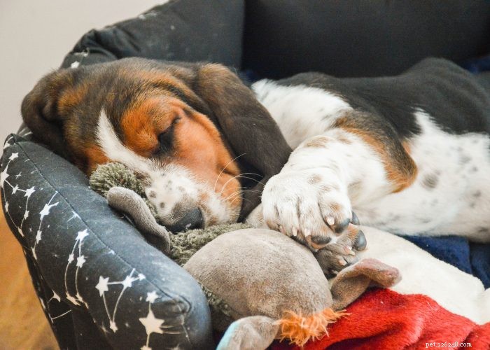 Basset Hound Breed Guide: Traits, Training, and Care Tips