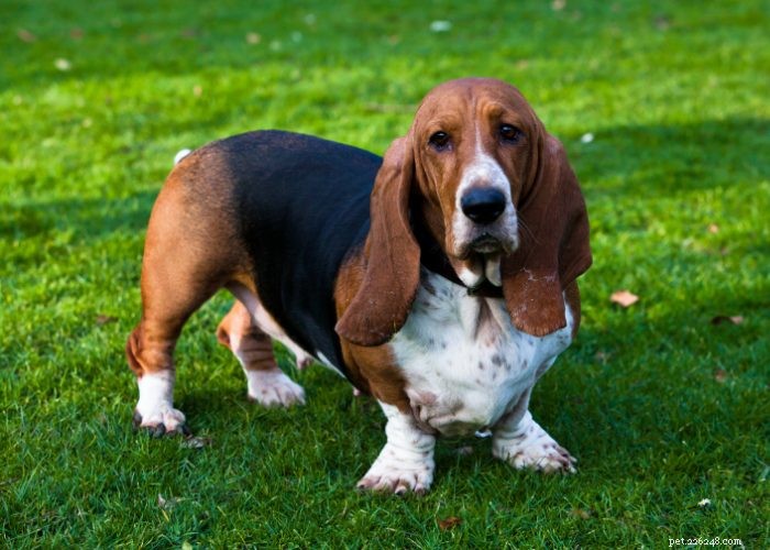 Basset Hound Breed Guide: Traits, Training, and Care Tips
