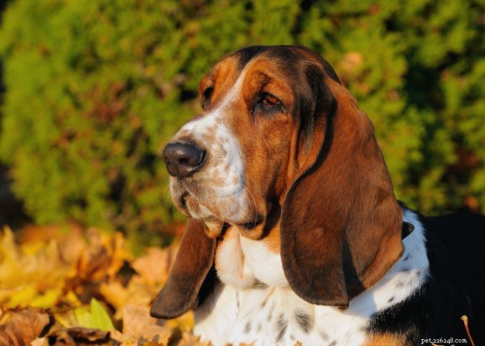 Basset Hound Breed Guide: Traits, Training, and Care Tips
