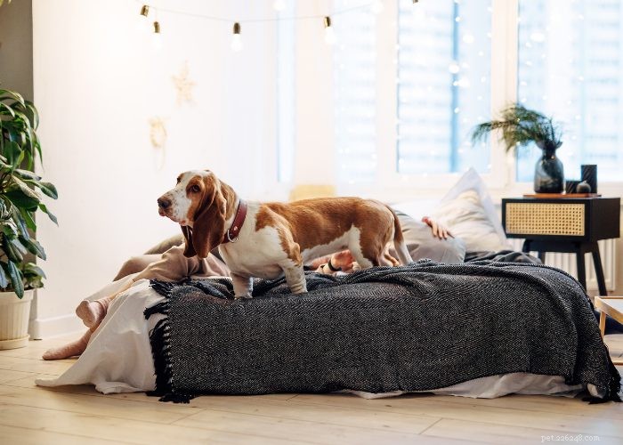 Basset Hound Breed Guide: Traits, Training, and Care Tips