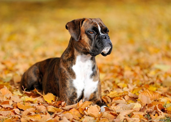 Boxer Dog Profile – Loyal, Energetic & Family‑Friendly Companion