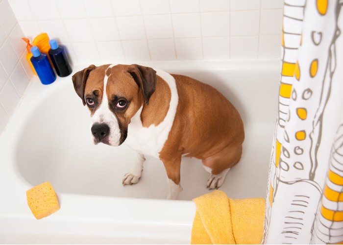Boxer Dog Profile – Loyal, Energetic & Family‑Friendly Companion