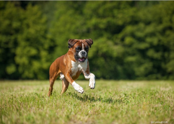 Boxer Dog Profile – Loyal, Energetic & Family‑Friendly Companion