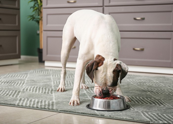 Boxer Dog Profile – Loyal, Energetic & Family‑Friendly Companion