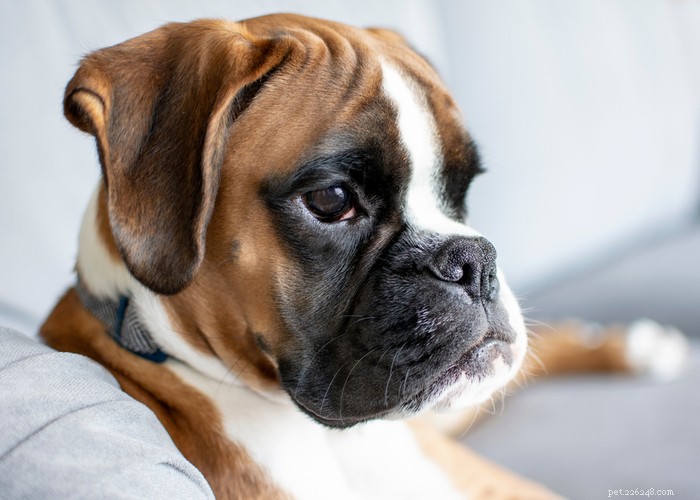 Boxer Dog Profile – Loyal, Energetic & Family‑Friendly Companion