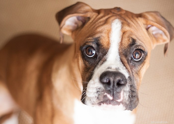 Boxer Dog Profile – Loyal, Energetic & Family‑Friendly Companion