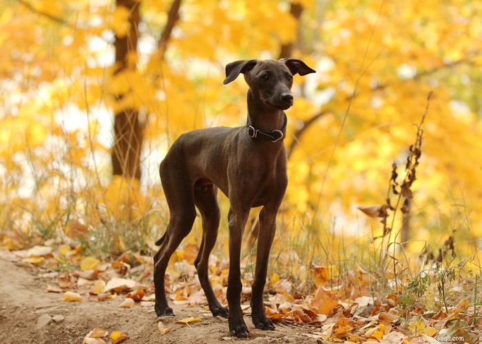 Italian Greyhound Dog: History, Care, and Health Guide