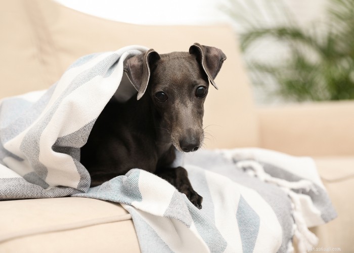Italian Greyhound Dog: History, Care, and Health Guide