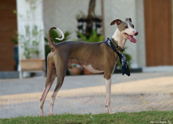Italian Greyhound Dog: History, Care, and Health Guide