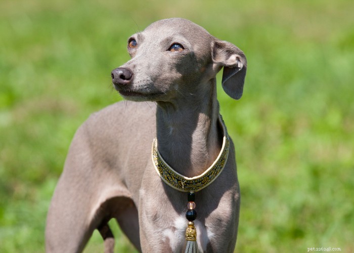 Italian Greyhound Dog: History, Care, and Health Guide