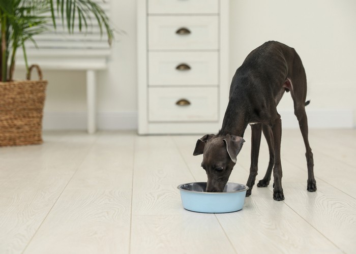 Italian Greyhound Dog: History, Care, and Health Guide