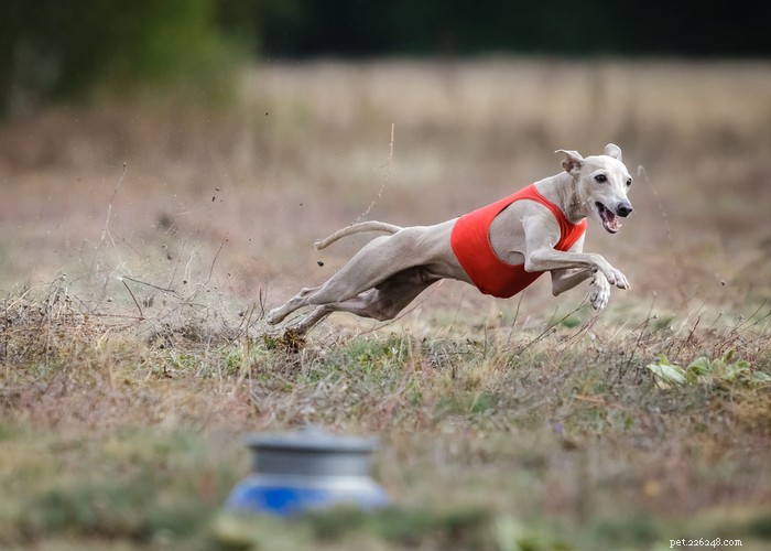 Italian Greyhound Dog: History, Care, and Health Guide