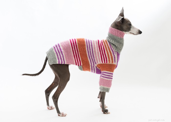 Italian Greyhound Dog: History, Care, and Health Guide