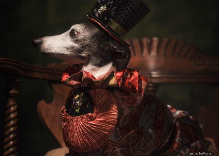 Italian Greyhound Dog: History, Care, and Health Guide