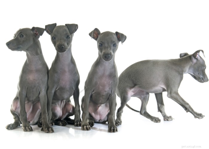 Italian Greyhound Dog: History, Care, and Health Guide