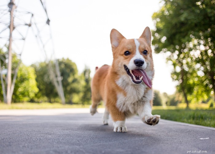 Pembroke Welsh Corgi: Complete Breed Profile & Care Guide