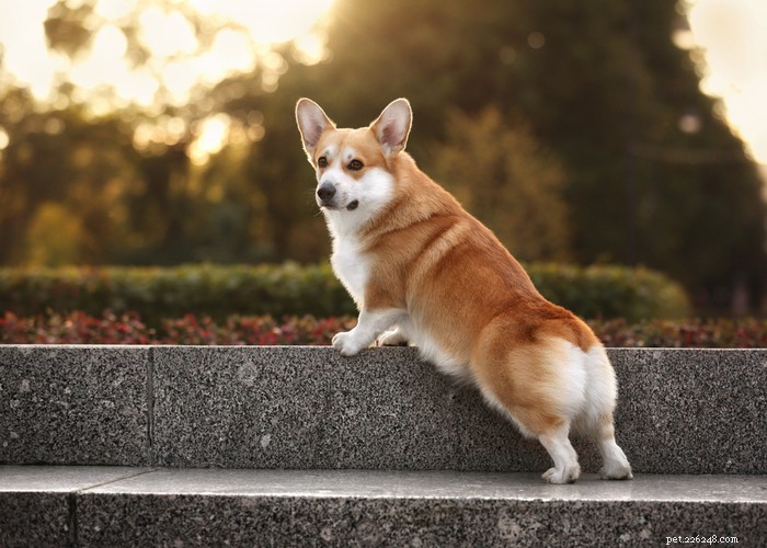 Pembroke Welsh Corgi: Complete Breed Profile & Care Guide