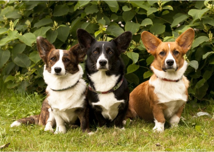 Pembroke Welsh Corgi: Complete Breed Profile & Care Guide