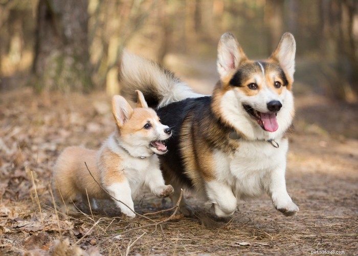 Pembroke Welsh Corgi: Complete Breed Profile & Care Guide