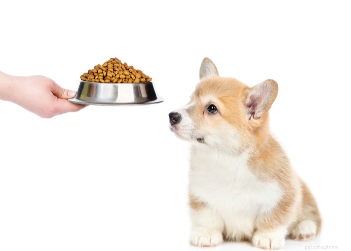 Pembroke Welsh Corgi: Complete Breed Profile & Care Guide
